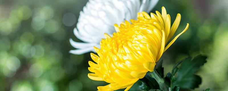 梦见观赏菊花好不好？菊花在梦里预示... 梦见观赏菊花代表了什么
